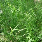 Artemisia_dracunculus1