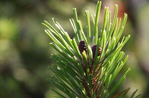 Pinus_mugo_branch_close-up_01