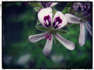 fleur géranium rosat